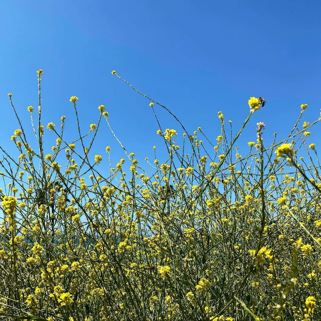 カミーラ・ベルさんのインスタグラム写真 - (カミーラ・ベルInstagram)「Curtindo paz...」5月4日 1時36分 - camillabelle