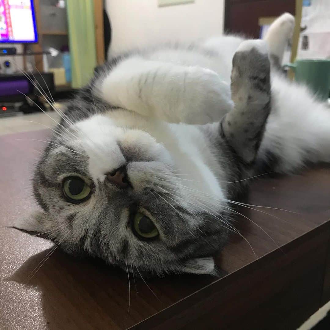 KATSUOのインスタグラム：「仰向け . #cat #catsofinstagram #katsuo #猫のいる暮らし」