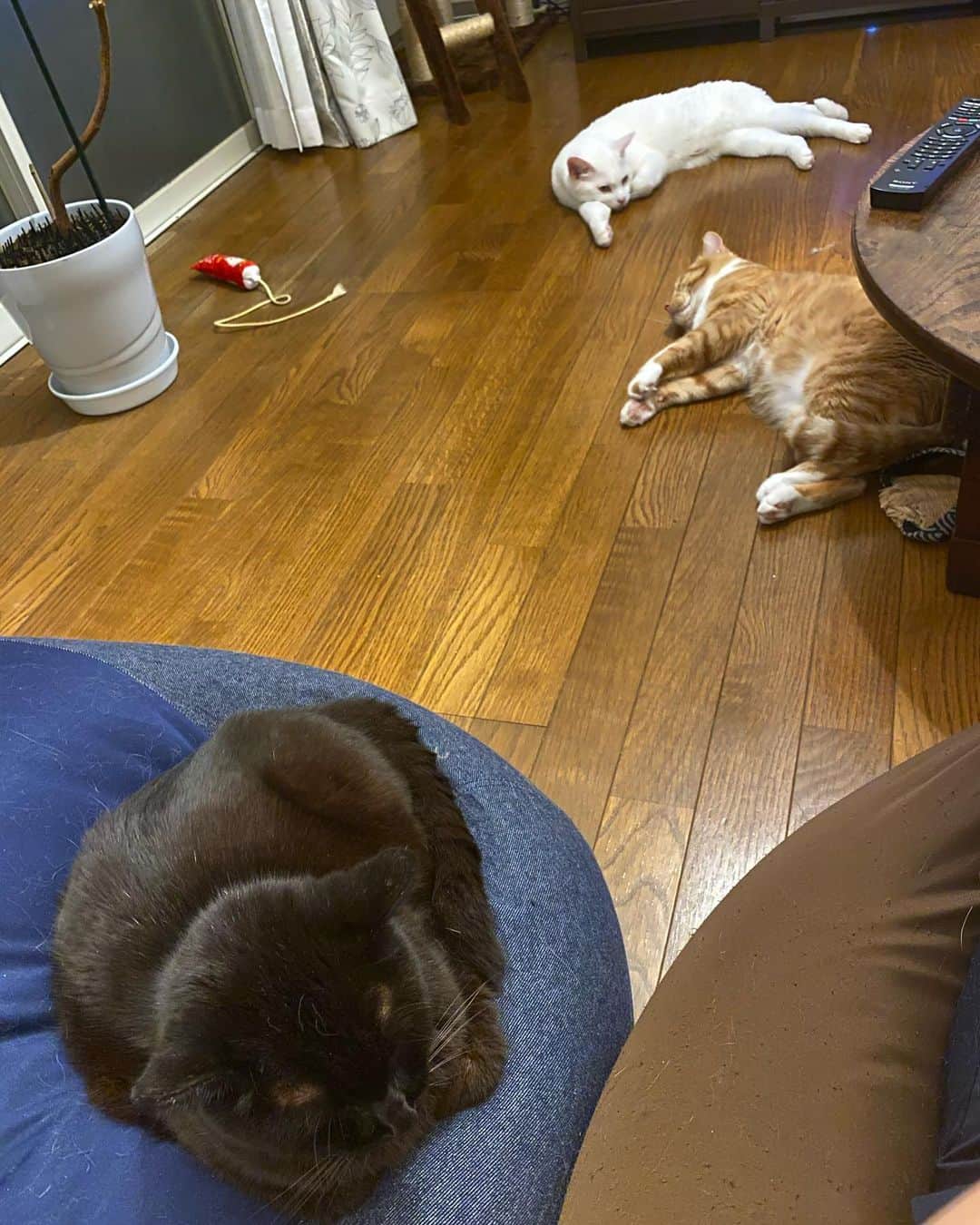 のインスタグラム：「#ソーシャルディスタンス #socialdistance  #socialdistancing  #kurohakuchai #cat #blackcat #黒猫 #茶トラ #猫多頭飼い #tabby #orangetabby #whitecat #白猫 #catstagram」