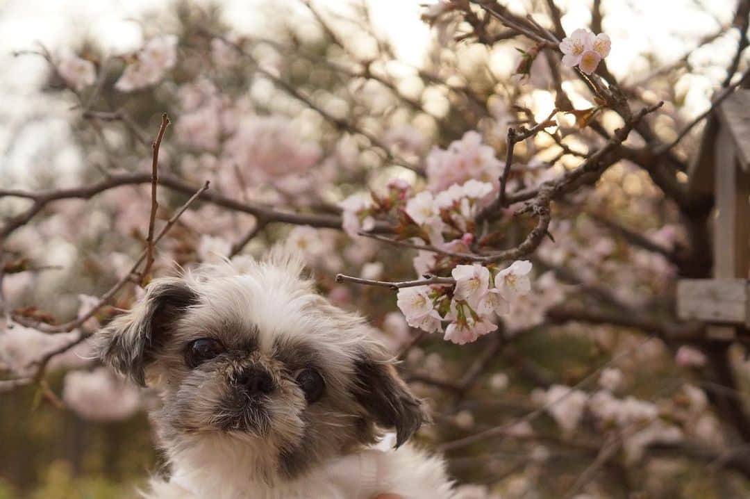 イチミ＆ポンズさんのインスタグラム写真 - (イチミ＆ポンズInstagram)「🌸Ponzu🌸Kyuri🌸 お庭の桜が満開です。」5月3日 17時52分 - shimejiwasabi