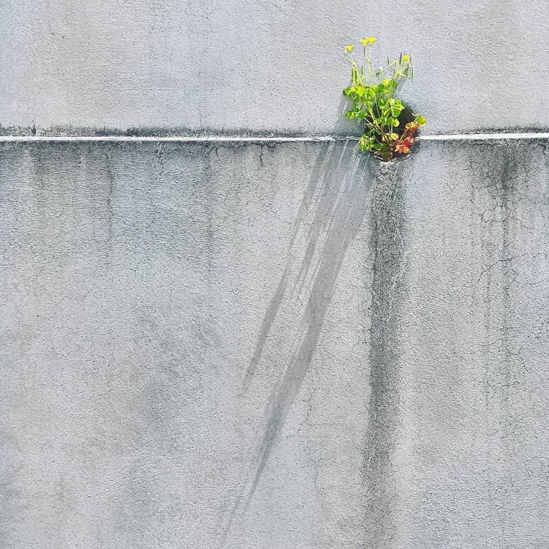 まめのインスタグラム：「. . モフッ🌱 . #ザ壁部 #壁と植物 #ihaveathingforwalls . #mwjp #igersjp #indies_minimal #shotoniphone #reco_ig  #youmobile #wearegrryo」