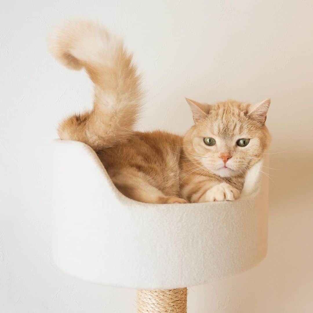 のインスタグラム：「7年間愛用したキャットタワー最後の登頂🐈 . #ぎゅうぎゅう #ボロボロ #思い出深い #最初の登頂は生後11ヶ月 （pic9枚目） .」