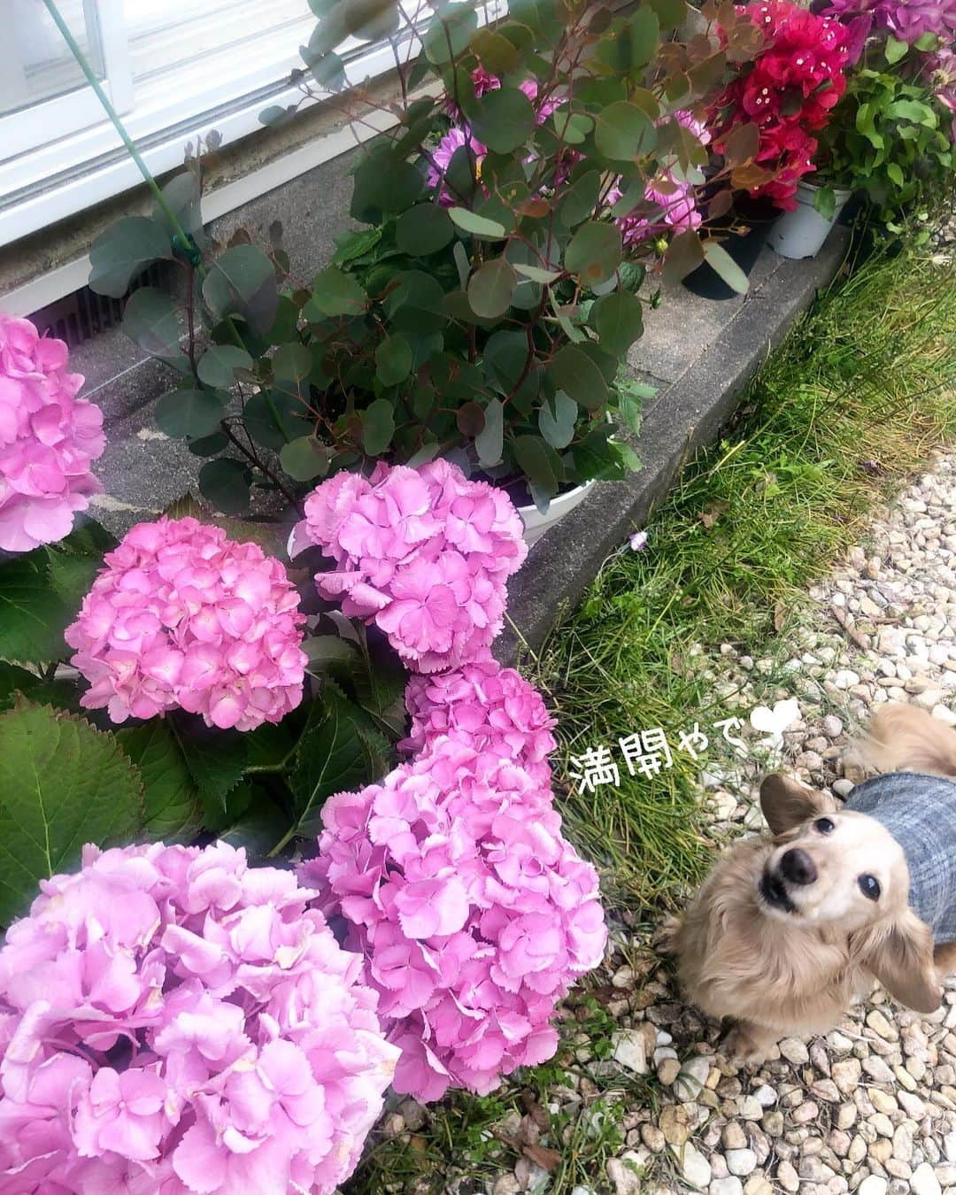 チズさんのインスタグラム写真 - (チズInstagram)「今年の庭は賑わってます🌷 こんな時だから庭が華やかになると 嬉しい限り〜(*ﾟ∀ﾟ*)💕 花に癒されよう💯 とにかく土🧤耕してます。笑 ❤︎stayhome❤︎ #おうち時間 #園芸#ガーデニング #mygarden #花のある暮らし #春だけ頑張る我が家の庭 #ダリヤ#ユーカリ#紫陽花#ハナミズキ#ラナンキュラス#クレマチス#クリスマスローズ#ブーゲンビリア  #Mダックス#ダックス#ミニチュアダックス #親父犬#シニア犬#ミニチュアダックスフンド #ミニチュアダックスクリーム#短足部 #短足犬#カニンヘンダックス #ダックス14歳#カニンヘンダックスフンド#犬は家族#犬のいる生活#シニアライフ#インスタでわんこみるのが日課 ♡♡」5月3日 18時50分 - sqi.chizu