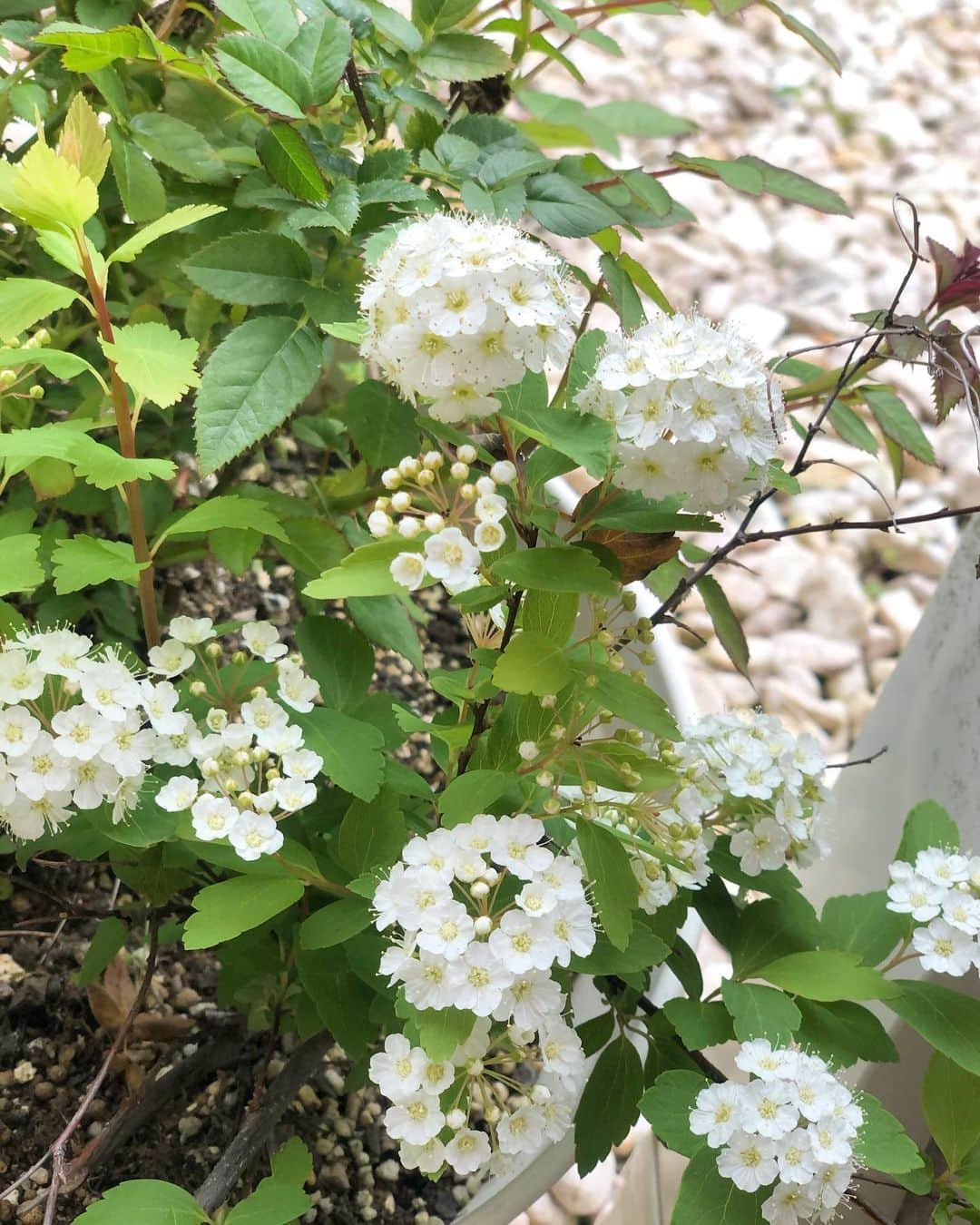 チズさんのインスタグラム写真 - (チズInstagram)「今年の庭は賑わってます🌷 こんな時だから庭が華やかになると 嬉しい限り〜(*ﾟ∀ﾟ*)💕 花に癒されよう💯 とにかく土🧤耕してます。笑 ❤︎stayhome❤︎ #おうち時間 #園芸#ガーデニング #mygarden #花のある暮らし #春だけ頑張る我が家の庭 #ダリヤ#ユーカリ#紫陽花#ハナミズキ#ラナンキュラス#クレマチス#クリスマスローズ#ブーゲンビリア  #Mダックス#ダックス#ミニチュアダックス #親父犬#シニア犬#ミニチュアダックスフンド #ミニチュアダックスクリーム#短足部 #短足犬#カニンヘンダックス #ダックス14歳#カニンヘンダックスフンド#犬は家族#犬のいる生活#シニアライフ#インスタでわんこみるのが日課 ♡♡」5月3日 18時50分 - sqi.chizu