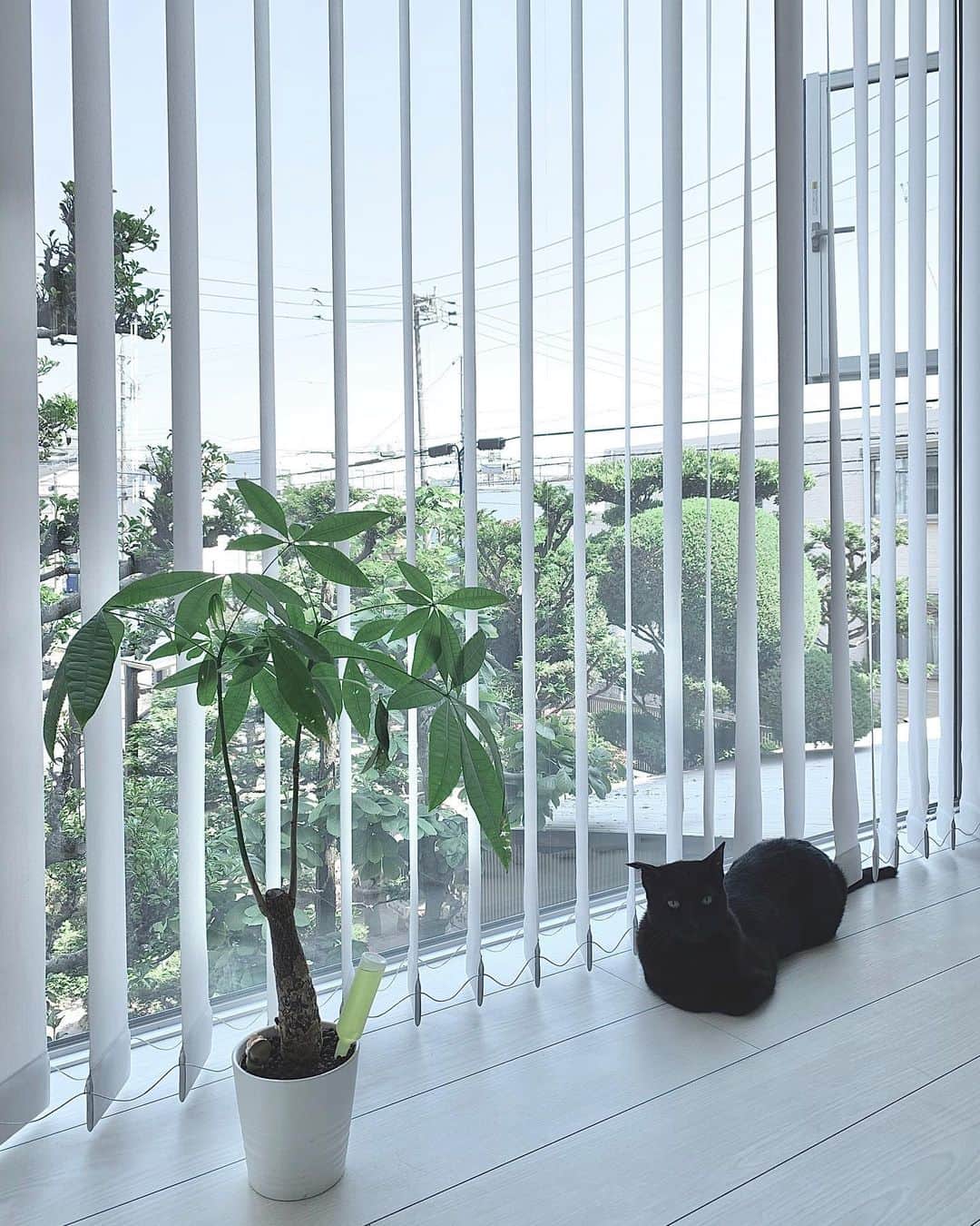 s_shoheyのインスタグラム：「. 猫見てると、 ぐ〜たらになる( ´_ゝ`) .」
