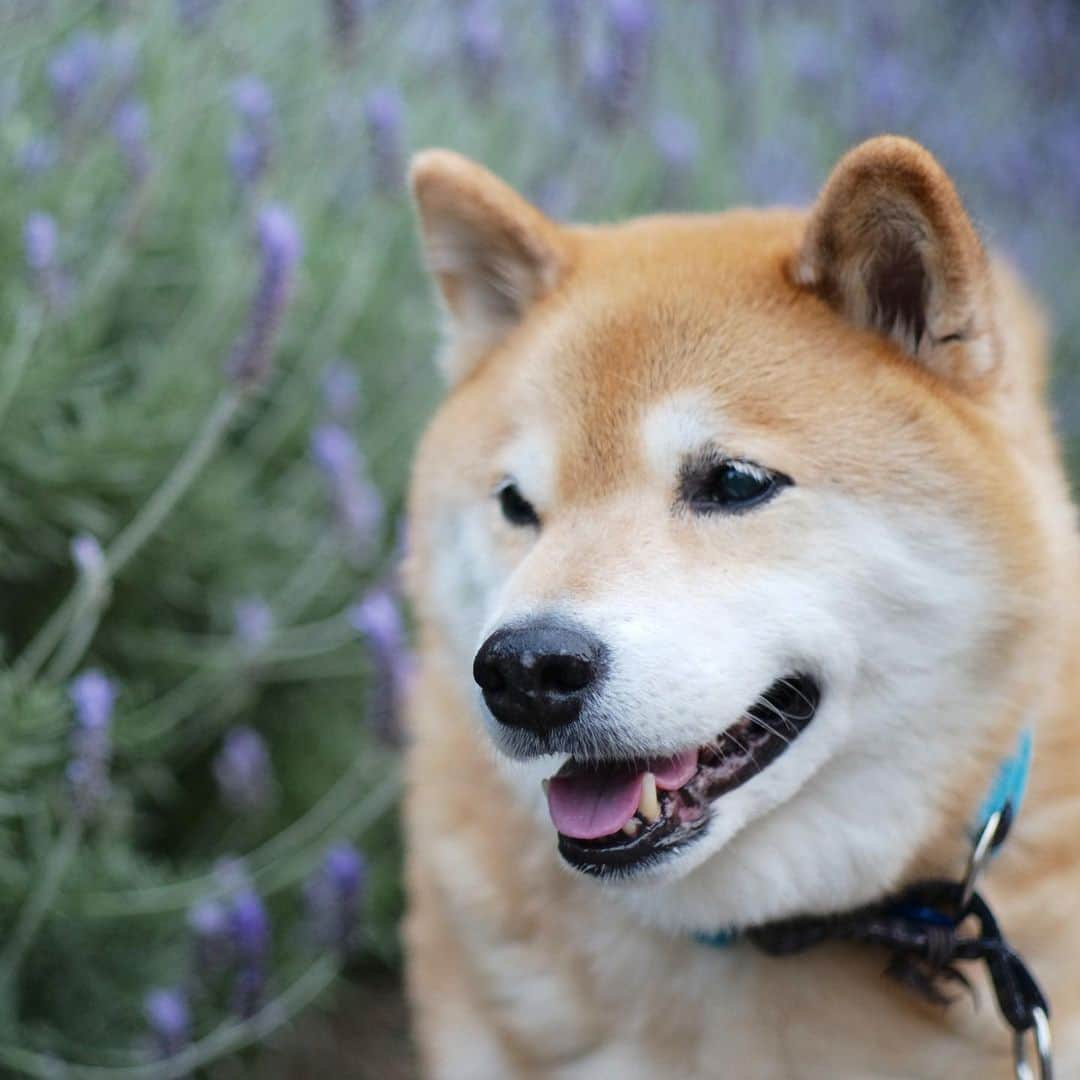 まる（まるたろう）さんのインスタグラム写真 - (まる（まるたろう）Instagram)「It was warm out ,but the breeze felt nice.✨🐶☺️✨夕方のお散歩行ってきたよ〜 #夕方は少し涼しかったね #今から帰ってご飯なの😋 #みんなステイホーム太りしてない❓ #気をつけてね」5月3日 19時01分 - marutaro