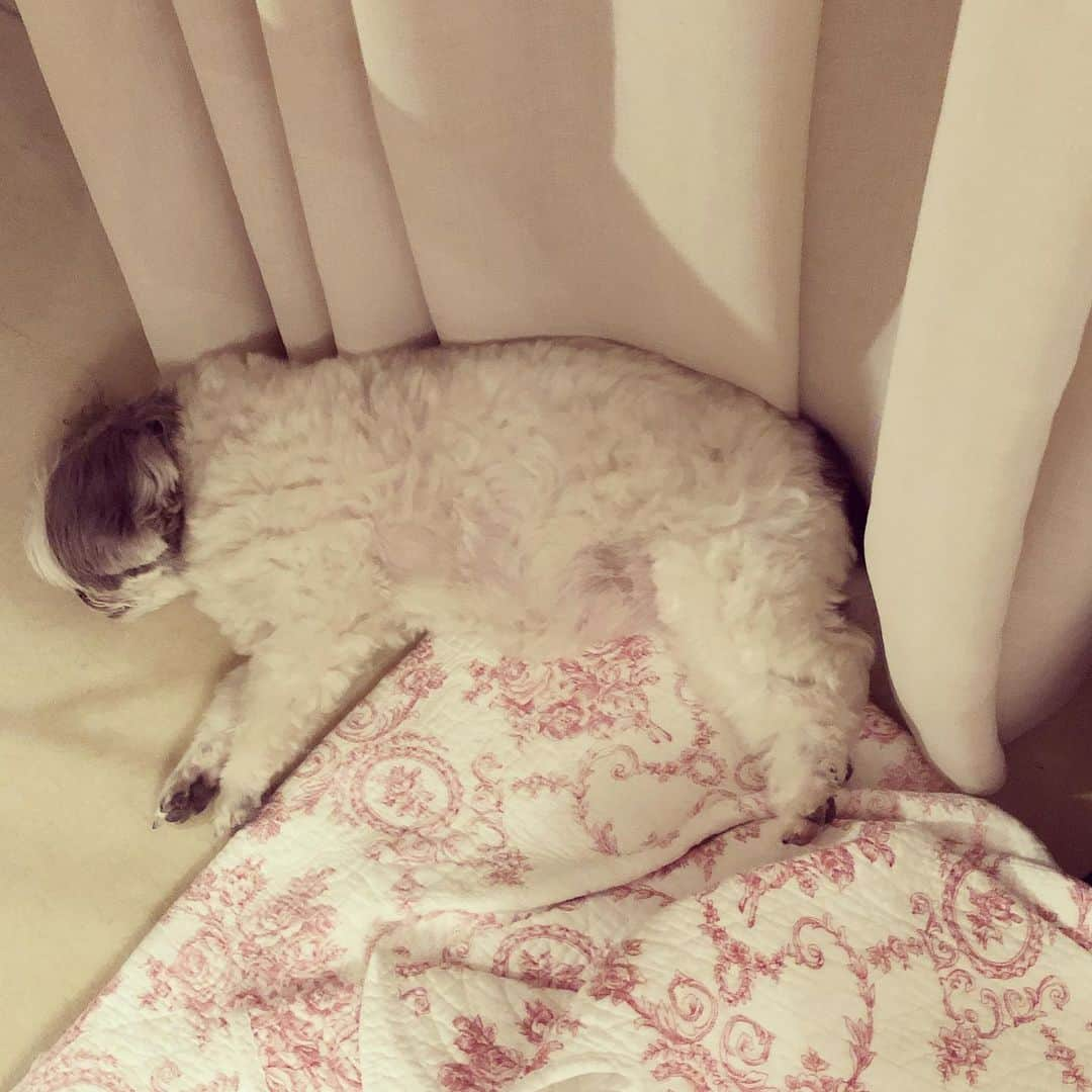 濱田マサルさんのインスタグラム写真 - (濱田マサルInstagram)「モフモフちゃん爆睡中😴😴😴 #濱田もち #お疲れもちこ」5月3日 19時24分 - hamadamasaru