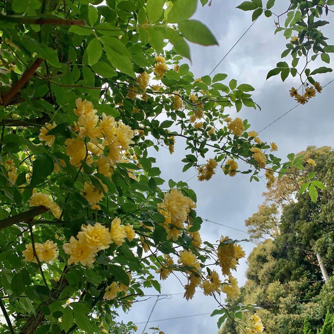 大河内奈々子さんのインスタグラム写真 - (大河内奈々子Instagram)「・ 木香薔薇 ・ 春になると咲き出す薔薇。 地植えなんかしてあってすごくきれいな木香薔薇を　お散歩の途中で見かけることができるので、毎年楽しみだったけれど、、、 今年は我慢。 ・ 花言葉は 『初恋』『幼い頃の幸せな時間』 ・ 黄色いお花は切ない言葉が多いけれど、木香薔薇はポジティブな花言葉でほっとする。 ・ #もっこうばら #木香薔薇 #薔薇　#rose  #お家時間 #お散歩 #花言葉 #はなのあるくらし」5月3日 19時53分 - nanakoohkouchi
