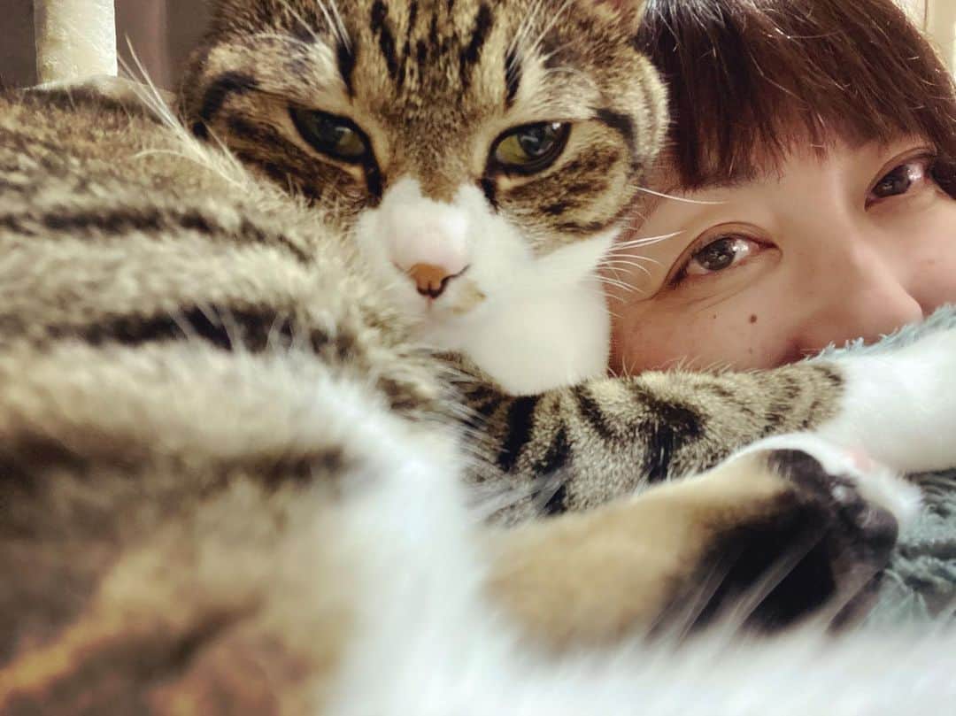 野本かりあのインスタグラム：「あニャたが頼りだよ。 護ってくれてるなぁ。 ありがとうね💖 ＃lukarly #catsofinstagram #にゃんすたぐらむ」