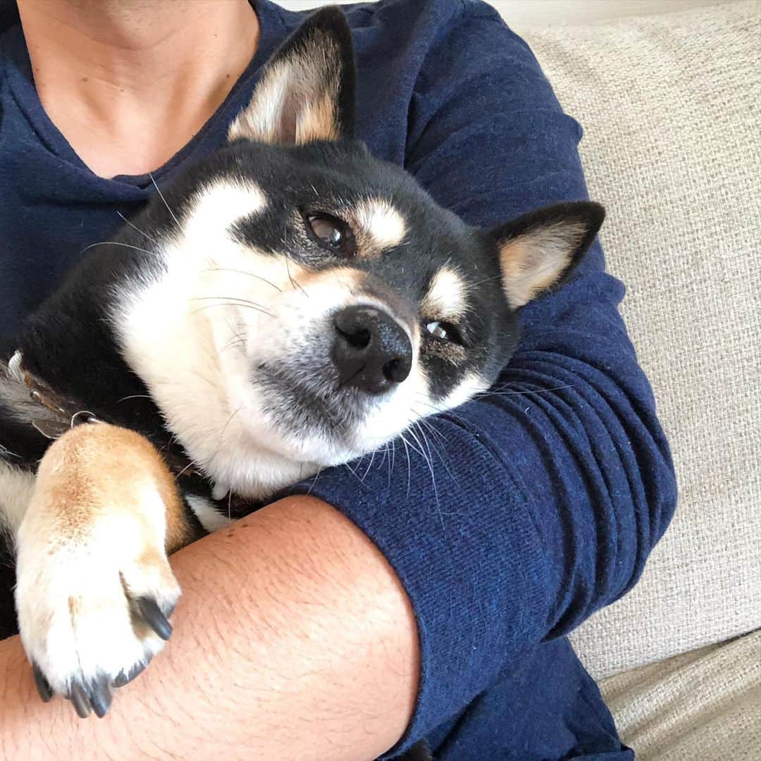 vo_coのインスタグラム：「🐶 昨日の投稿にたくさんのご心配や経験談のコメント頂きありがとうございました 今日は一日ゆっくり何事もなく過ごせましたー こたつ童顔だからそこまで気にしてなかったけど、やはり8歳 着実にシニアになってきてるんだなーと実感しました… こたつは珍しく昨日今日と大人しく抱っこされてお腹を撫でさせてくれてます ちょっと丸くなってきたかな？ これからもゆっくり時間を重ねて行こうね * #ご心配おかけしました  #shibastagram #instashiba #shiba #shibainu #黒柴 #柴犬」
