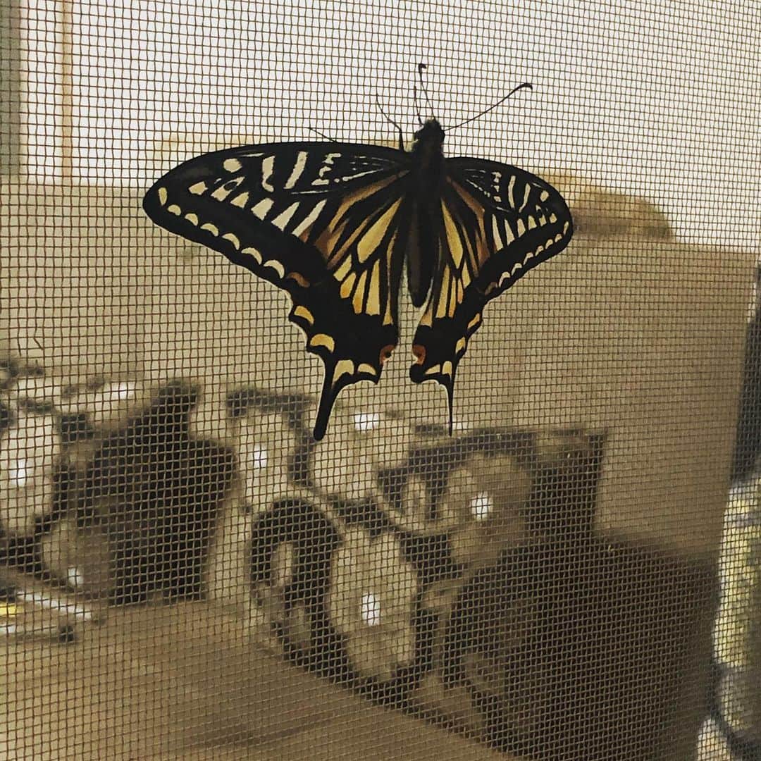 瑛蓮さんのインスタグラム写真 - (瑛蓮Instagram)「蝶々が遊びに来る季節になりましたね。  #瑛蓮 #蝶々🦋」5月3日 20時12分 - elen_official_422