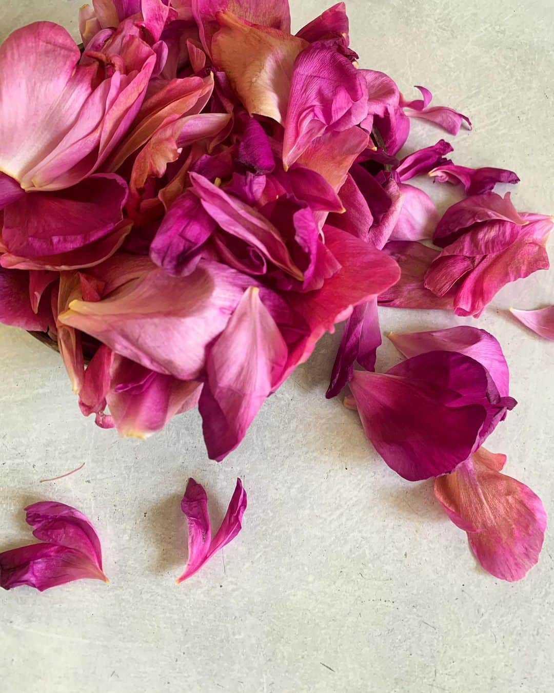 風間ゆみえのインスタグラム：「花びらもきれいで  どうしよかな、  押し花？」
