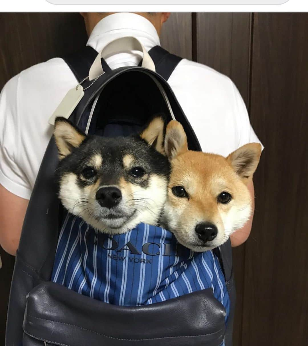 豆柴なつ&ふゆさんのインスタグラム写真 - (豆柴なつ&ふゆInstagram)「Backpack in Natsu&Fuyu😊💓 リュックサックinなつふゆ😊💓 #柴犬#shiba #shibainu #shibaaaaainu #coach #shibalove#豆柴#mameshiba #japanesedog #시바이누  #CuteDogs #🐕📷#backpack #dogstagram #dogoftheday #instadog#instashiba #柴犬マニア#shiba_snap #犬ら部 #犬バカ部 #ふわもこ部 #リュックサック#pecoいぬ部 #instafollow #コーチ#柴#mofmo #west_dog_japan#proudshibas」5月3日 20時52分 - mameshiba.natsuinu56