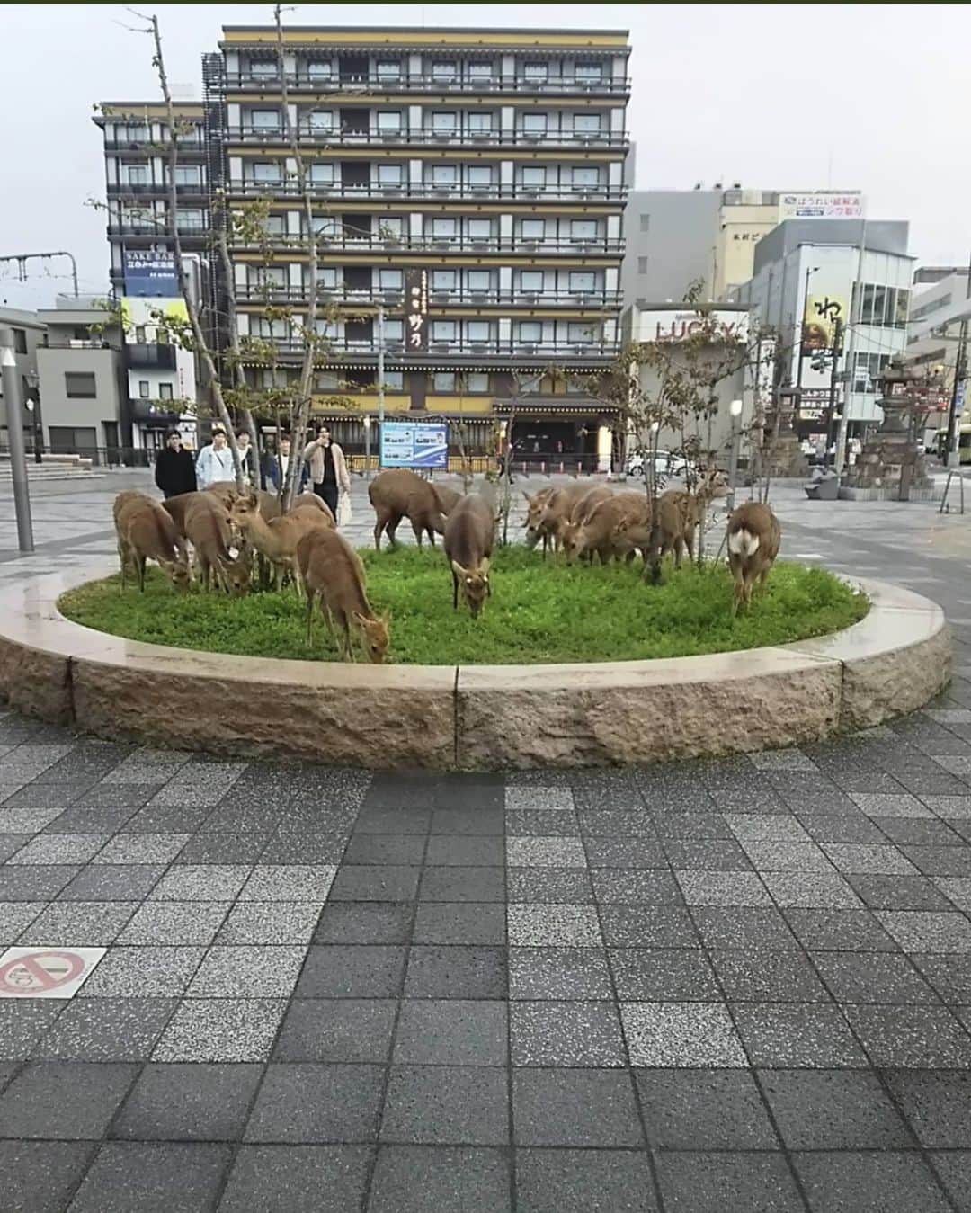 アラン・ディクソンさんのインスタグラム写真 - (アラン・ディクソンInstagram)「Nature is healing, we are the virus. Crazy to see wildlife reclaiming cities because of the lockdown. On top of that, we have a new meme. #wearethevirus  The one good thing in Australia is that there are now less cars on the road, meaning there will be less animals hit by cars. 🐾  #wildlife #coronavírus#natureishealing #nature #airpollution #waterpollution #animals #kangaroos #adelaide #australia #japan #lockdown #deers #nara #naradeer #goats」5月3日 21時06分 - daxon