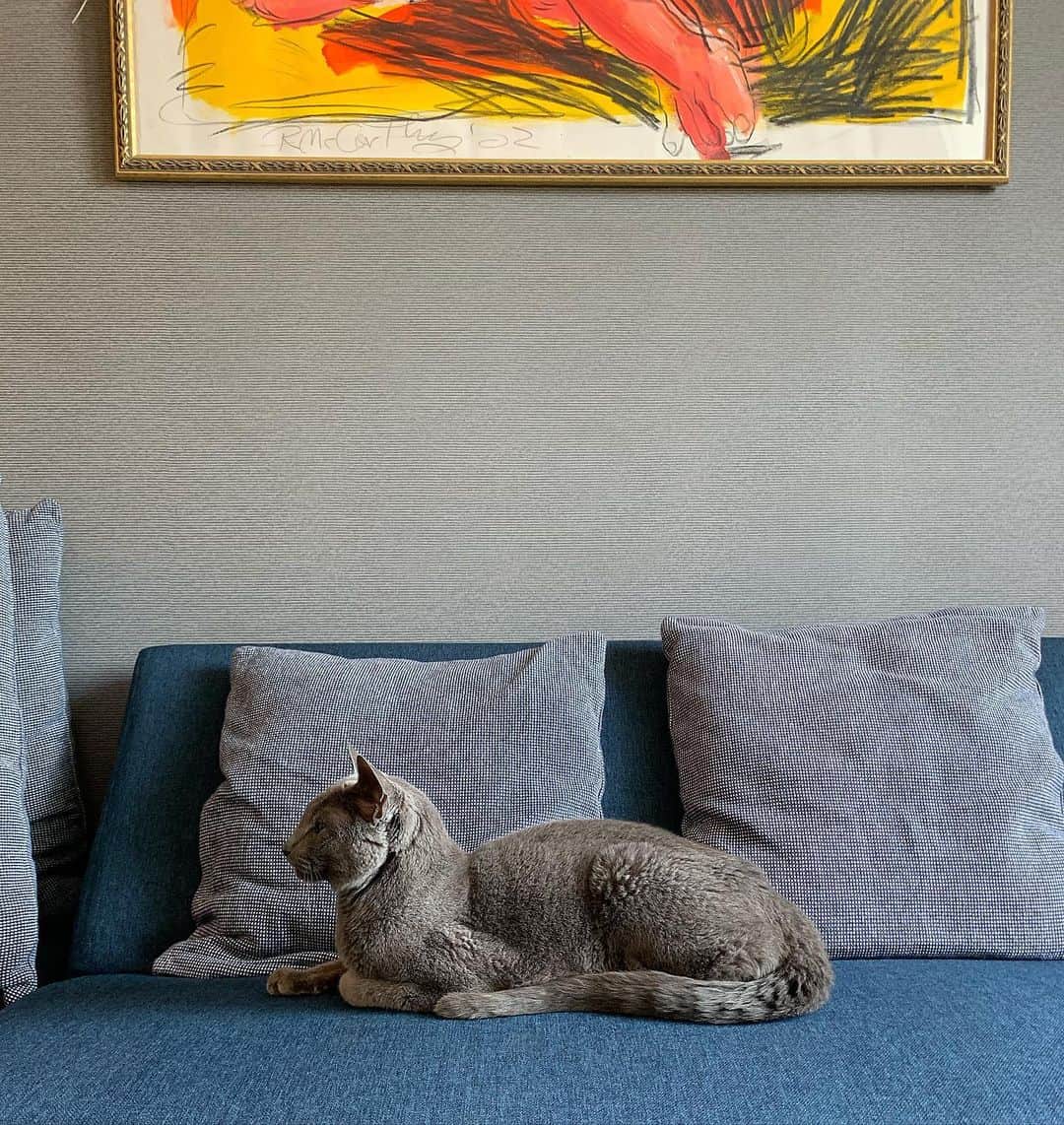 阿部裕幸さんのインスタグラム写真 - (阿部裕幸Instagram)「My cat  #rosianblue #stayhome」5月3日 21時04分 - abeani111