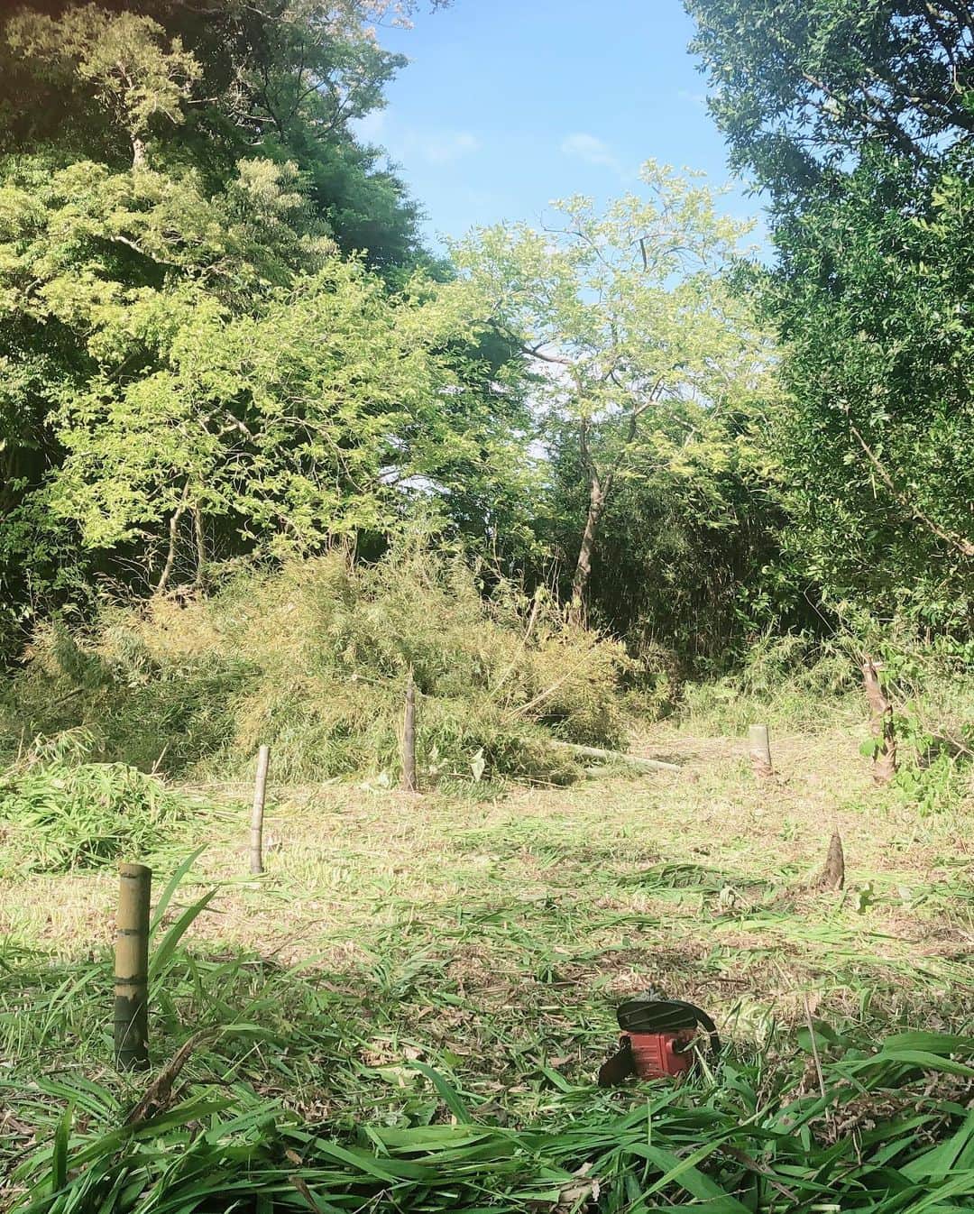藤崎奈々子さんのインスタグラム写真 - (藤崎奈々子Instagram)「うちの森を遊べるようにしたくて 整備する事に🌳🌳🌳 ・ 竹の子が生えていたので 収穫してすぐ茹でたら 美味しかった❣️ ・ さて、どんな森にしようかな ・ #森#庭いじり#たけのこ#収穫」5月3日 21時08分 - nanakofujisaki