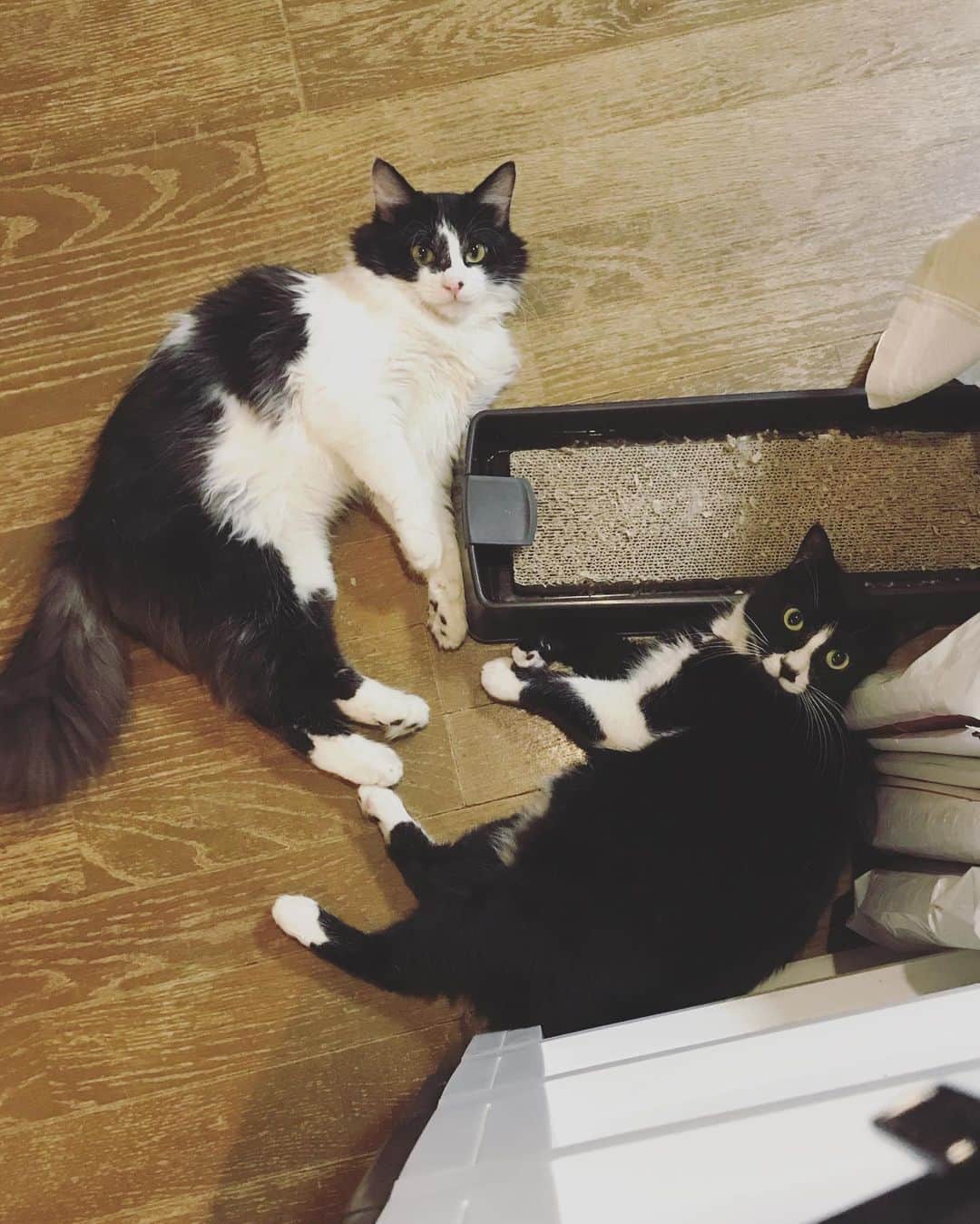 もじゃころのインスタグラム：「うちの番人（坂ニンッ）  こうして見ると坂東まだ大きくないな… 実物の方が大きく見えるんだけど態度でかいからかな…  #坂東玉隠しシャシャ丸  #鼻にんにく黒コロ」