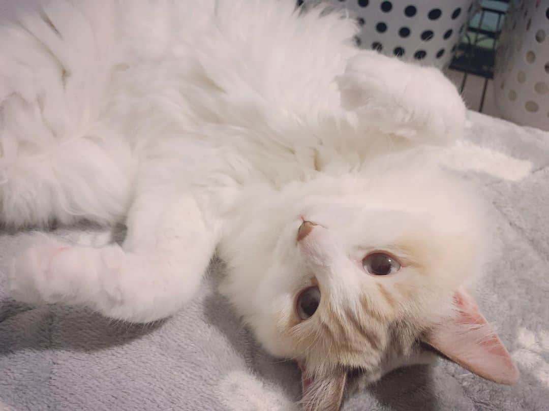 にかもきゅのインスタグラム：「ぬいぐるみじゃないよ〜  #catstagram #cat #猫のいる暮らし #猫のいる生活 #猫好きさんと繋がりたい #白猫」