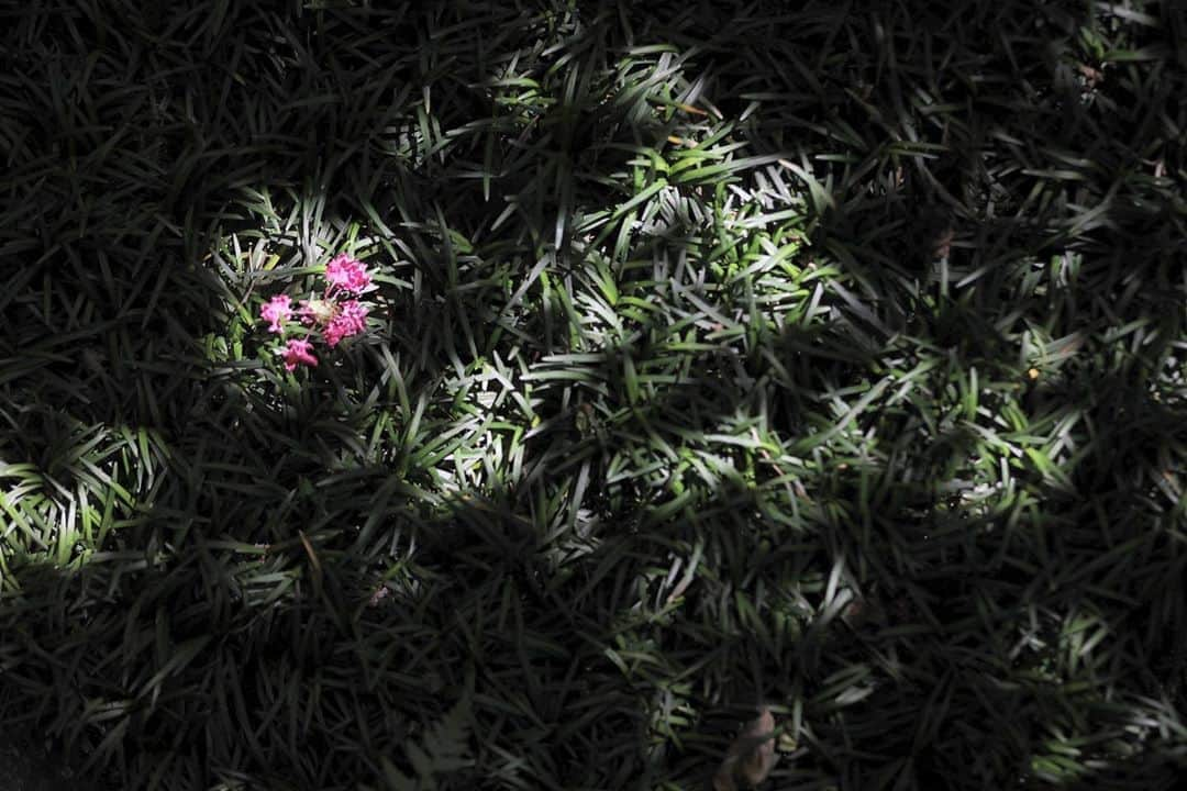 京都祝言 SHU:GENさんのインスタグラム写真 - (京都祝言 SHU:GENInstagram)「. . 春の訪れを感じ 花芽吹く 今日この日  春から夏へ . . "日本の美しさ"に出逢う結婚式. -京都祝言 SHU:GEN wedding-. . 二十四節気:穀雨 七十二候: 牡丹華 . . #京都#結婚式#京都結婚式#東山#東山結婚式#祝言#京都祝言#京都幽玄#祝言式#花嫁行列#紅差の儀#八坂の塔#法観寺#進取創造#不易流行#二寧坂#三寧坂#京都ブライダルフェア#kyoto#wedding#kyotowedding#higashiyama#higashiyamawedding#kyotoshugen#kyojugen#bridalfair#kyotojugen#novelshinsaibashi#jouernovel」5月3日 21時48分 - kyotoshugen_wedding_style