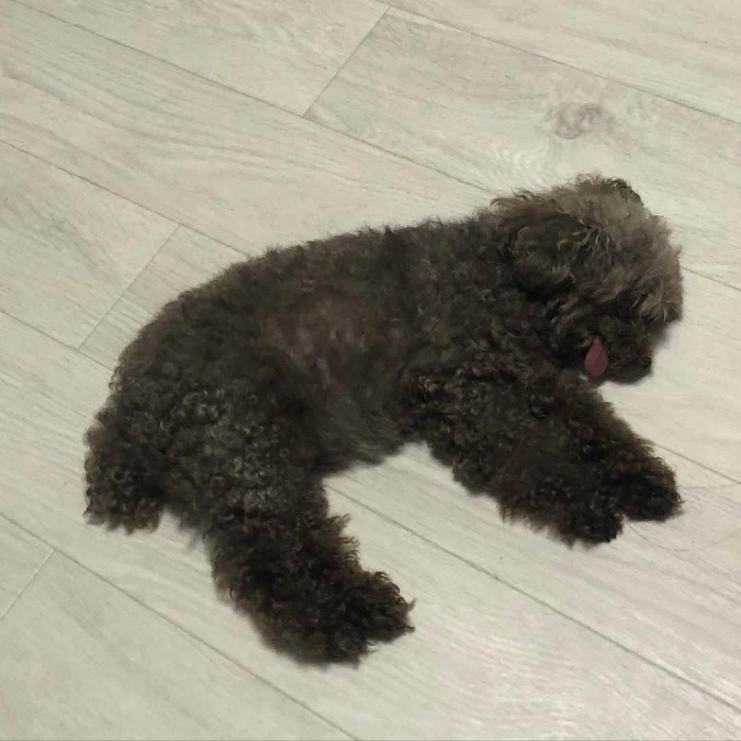 堀田祐美子さんのインスタグラム写真 - (堀田祐美子Instagram)「2枚目！！ この姿見たら倒れてるのかと思った‼️今日はお天気だったからコナもこんな格好でお昼寝だったのね😊💕 #堀田祐美子 #yumiko hotta #woman's  #prowrestling #女子プロレス　#awg #bulldog #ブルドッグ　#ホワイト　#white #ホワイトブルドッグのふぅら#whit bulldog #ブヒ　#鼻ぺちゃ　#可愛い　#toypoodle #トイプードル　#コナ　#ハーツ82 #武蔵小山　#ビックリ」5月3日 21時53分 - yumiko_hotta
