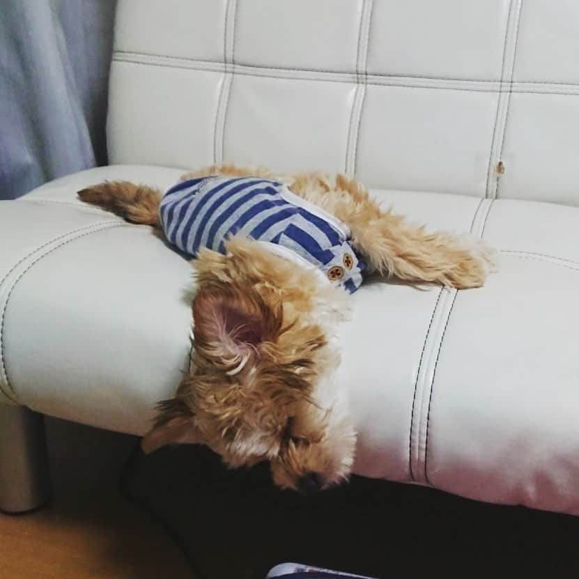 藤澤亨明さんのインスタグラム写真 - (藤澤亨明Instagram)「母親から送られてきた愛犬の写真🐶 全然起きないみたいです笑  #愛犬 #癒し」5月3日 22時06分 - kohmei.f