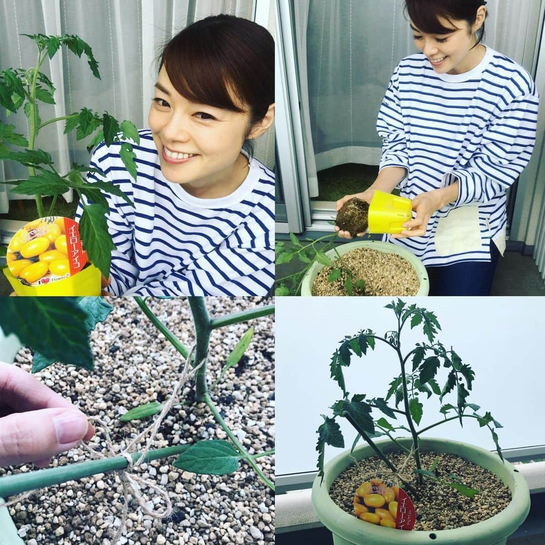 川瀬良子のインスタグラム：「ベランダのプランターに ミニトマトの苗を 植え付けました🍅  黄色のミニトマト。 イエローアイコ。  タネをまいたり、 苗を植え付けると あしたの楽しみができますね〜😊🌱 ・ 成長が楽しみです！ ・ #家庭菜園 #ベランダ菜園 #ベランダ野菜 #ベランダガーデン #ベランダー #野菜 #野菜作り #栽培 #苗 #プランター #planter #gardening #ミニトマト #イエローアイコ」