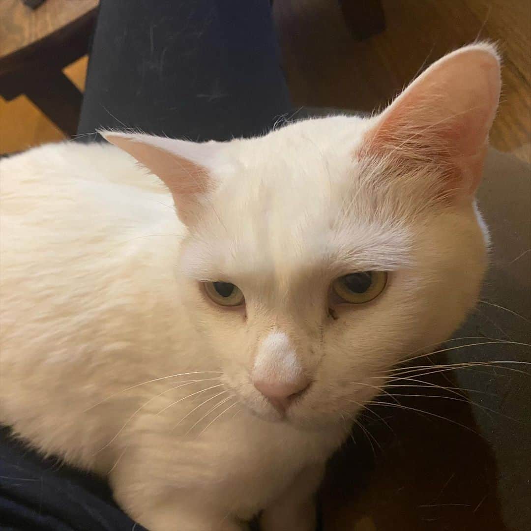 のインスタグラム：「べったりハク  #kurohakuchai #whitecat #cat #catstagram #白猫」