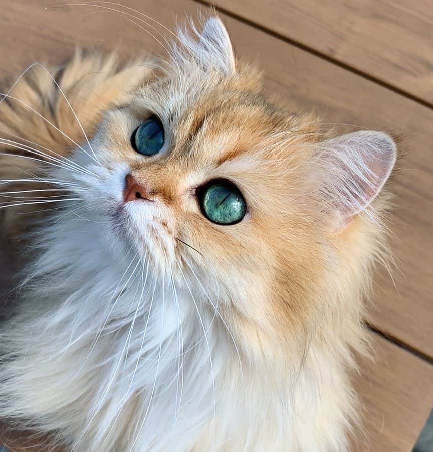 Smoothieのインスタグラム：「Eyes that can predict the future.」