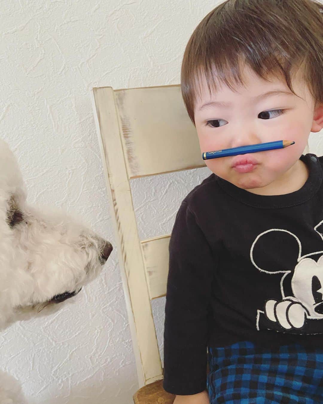 たまねぎさんのインスタグラム写真 - (たまねぎInstagram)「. . じゃ、これはできる？ 写真と関係ないけど、鼻に上唇くっつけられる？ どーいうことかというと、 チューって、唇を突き出して、そのまま上唇を鼻にくっつけることができるか？ということです。（鉛筆は挟みません）(o^^o) . .  #standardpoodle #dog #lovedogs #poodleinstagram #スタンダードプードル #whitepoodle #大型犬と子供 #poodle #dogstagram #いぬのいる生活 #もふもふ部 #わんこ部 #子どもと犬 #kidsanddog  #いぬのきもち #犬と暮らす #いぬなしでは生きていけません  #ママリ #キズナ #コドモノ #いこーよ #いぬのきもち #鼻に上唇をつける #できるかな」5月3日 22時41分 - tamanegi.qoo.riku