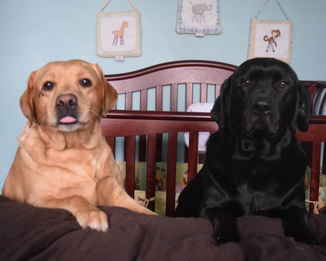 Jake And Gingerさんのインスタグラム写真 - (Jake And GingerInstagram)「Ginger and her raspberries 😂 #labsofinstagram #labradorretriever #tbarlabs #labradoodle #labrador #grandviewlabradors #labradorsofinstagram #labradorstage #laboftheday #rasberries #dogsworld #dogmodel #instadog #dogportrait #doglovers #pets_of_instagram #petportrait #pets_of_instagram」5月3日 22時36分 - jake_n_ginger