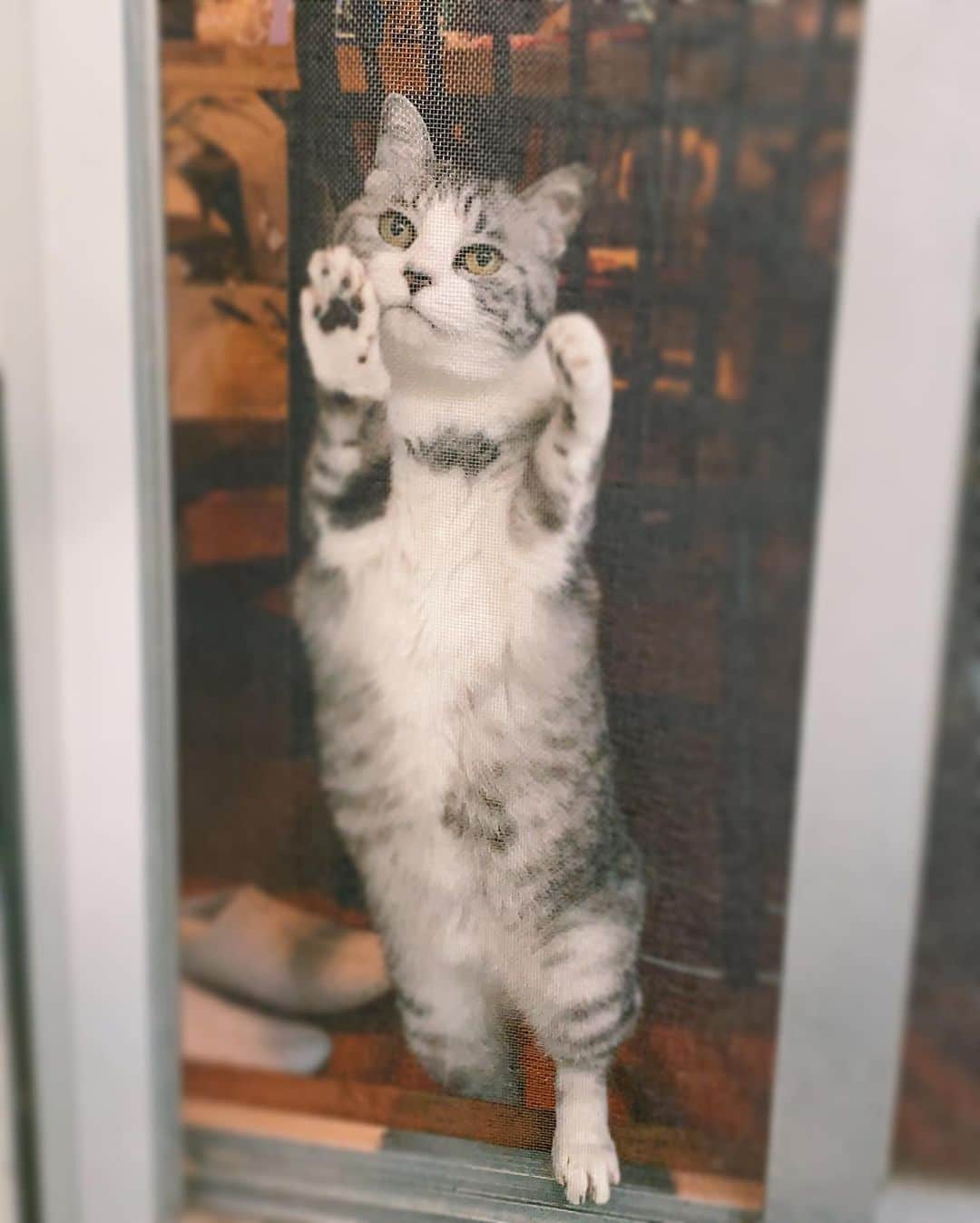 坂本美雨さんのインスタグラム写真 - (坂本美雨Instagram)「近ごろやけに外に出たがる… のは、春だから？ やけに仔猫のようなご婦人。 #cat #サバ美」5月3日 22時37分 - miu_sakamoto