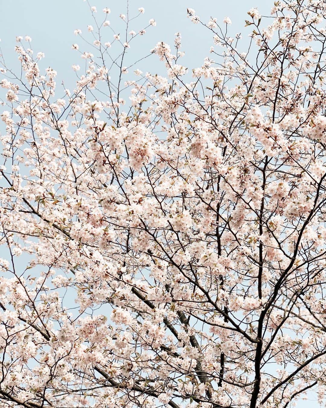 淡輪優希のインスタグラム：「今年まともに桜見られたの1回だけ😢🌸 さよなら私の2020春〜👋 . #愛の不時着 以来私の中でのヒットドラマがないよ〜。オススメのドラマ&映画あったらぜひ教えてください🙇‍♀️💜」