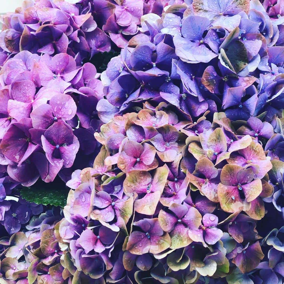 神崎恵さんのインスタグラム写真 - (神崎恵Instagram)「雨の東京☔️ 静かに雨がおちてくる朝でした。 花びらにころんとのっかる滴。 紫陽花と雨。 心穏やかになる風景。 それにしたって、きれいねぇぇぇ🥺✨ 家にいるようになって数週間。 例えば道に咲いているような、そんな何気ない花に心惹かれ、癒されています。なんだかやさしくて。 #紫陽花」5月4日 10時24分 - megumi_kanzaki