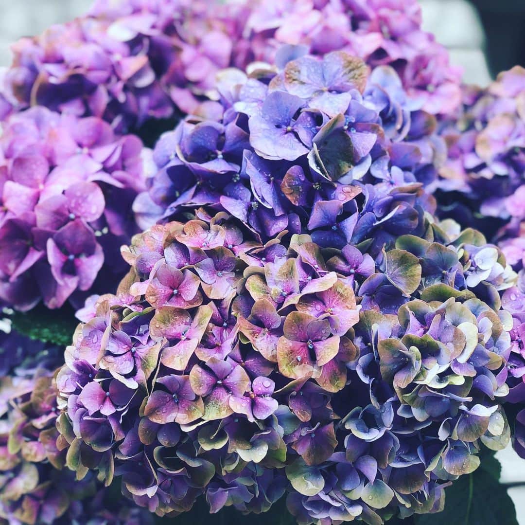 神崎恵さんのインスタグラム写真 - (神崎恵Instagram)「雨の東京☔️ 静かに雨がおちてくる朝でした。 花びらにころんとのっかる滴。 紫陽花と雨。 心穏やかになる風景。 それにしたって、きれいねぇぇぇ🥺✨ 家にいるようになって数週間。 例えば道に咲いているような、そんな何気ない花に心惹かれ、癒されています。なんだかやさしくて。 #紫陽花」5月4日 10時24分 - megumi_kanzaki