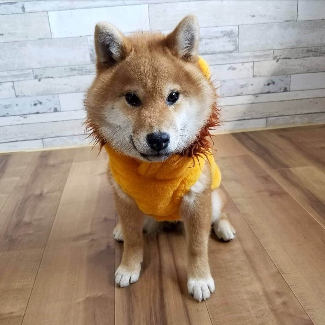 柴犬たま Shibainu Tamaのインスタグラム