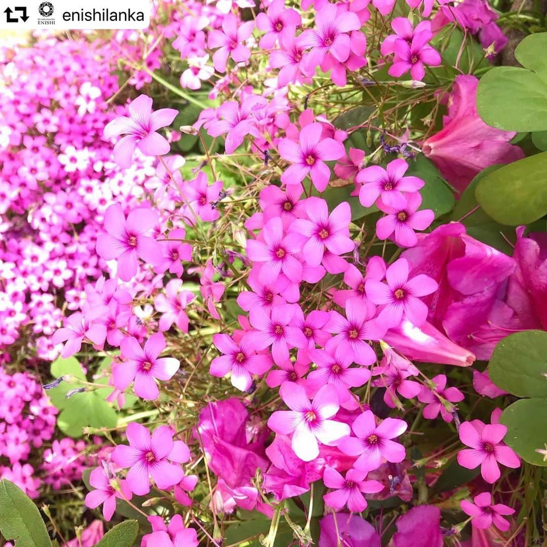 秋定麻紀子さんのインスタグラム写真 - (秋定麻紀子Instagram)「当サロンでの予約枠のお知らせです。 ご自身の免疫力やメンタルを豊かにする為に心身治療を。  #repost @enishilanka ・・・ . 【6月予約枠のお知らせ】 . こんにちは、EINSHIです。 昨日今日と初夏の陽気ですね☀️ . ちょっと遅くなってしまいました！6月の予約枠をの公開いたしました。 5月の予約枠につきまして、現状を見まして多少の変更•調整をかけました。 このご時世ですからね、お時間や日程のご相談もお気軽にしてくださいね😌 . そして、インスタグラムやサロンで少しずつお伝えしておりました足湯「生命泉」が、そろそろ皆さまにお知らせできそうです。 . その時はENISHI LINE、インスタグラムで公開いたします。 . 心身安らぐ、本当に良いものが出来ましたので引き続き楽しみになさっていたくださいね☺️ .  #ස්තූතියි  #shirodhara #organicoil #ayurvedalife #mikaakisada #スリランカ #アーユルヴェーダ #アーユルヴェーダサロン #アーユルヴェーダセラピスト #アーユルヴェーダライフ #アーユルヴェーダドクター #アーユルヴェーダオイル #アヴィヤンガ #東洋医学 #漢方 #鍼灸 #お灸 #ヨモギ蒸し #デトックス #心身治療 #スチームサウナ #シロダーラ #不妊治療 #不妊 #妊活 #妊娠 #チャクラ #体質改善 #コンディショニング」5月4日 10時32分 - makiakisada