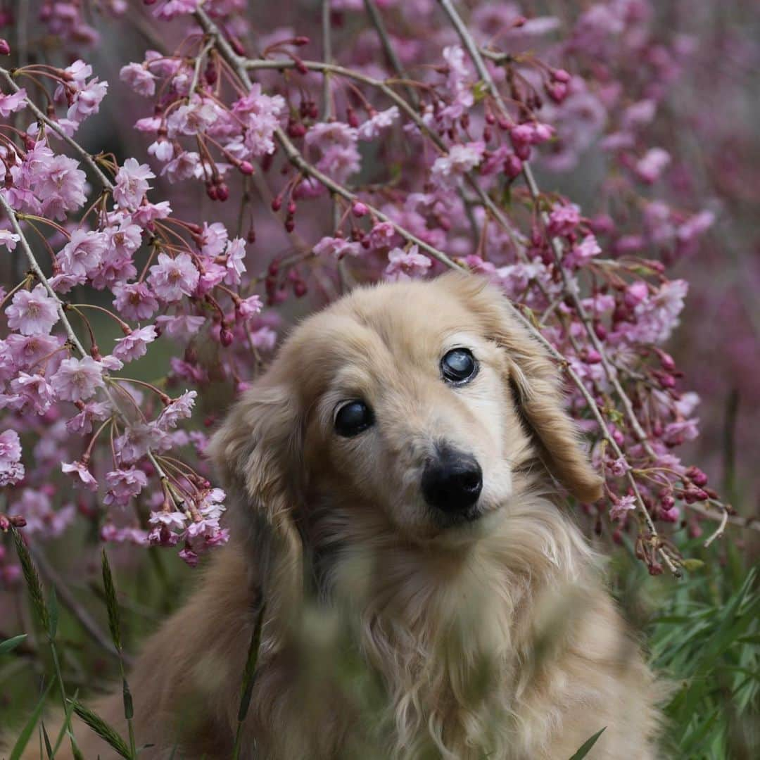 ハッチ＆ニコさんのインスタグラム写真 - (ハッチ＆ニコInstagram)「🐶🌸ただ今のハッチ県は桜吹雪真っ最中  #sakura #桜　#桜ワンコ #カメラ嫌い同好会 #pecoいぬ部 #犬の生活が第一 #癒しわんこ #dachshund #犬バカ部 #短足部 #ふわもこ部 #tokyocameraclub #東京カメラ部」5月4日 10時57分 - hacth427