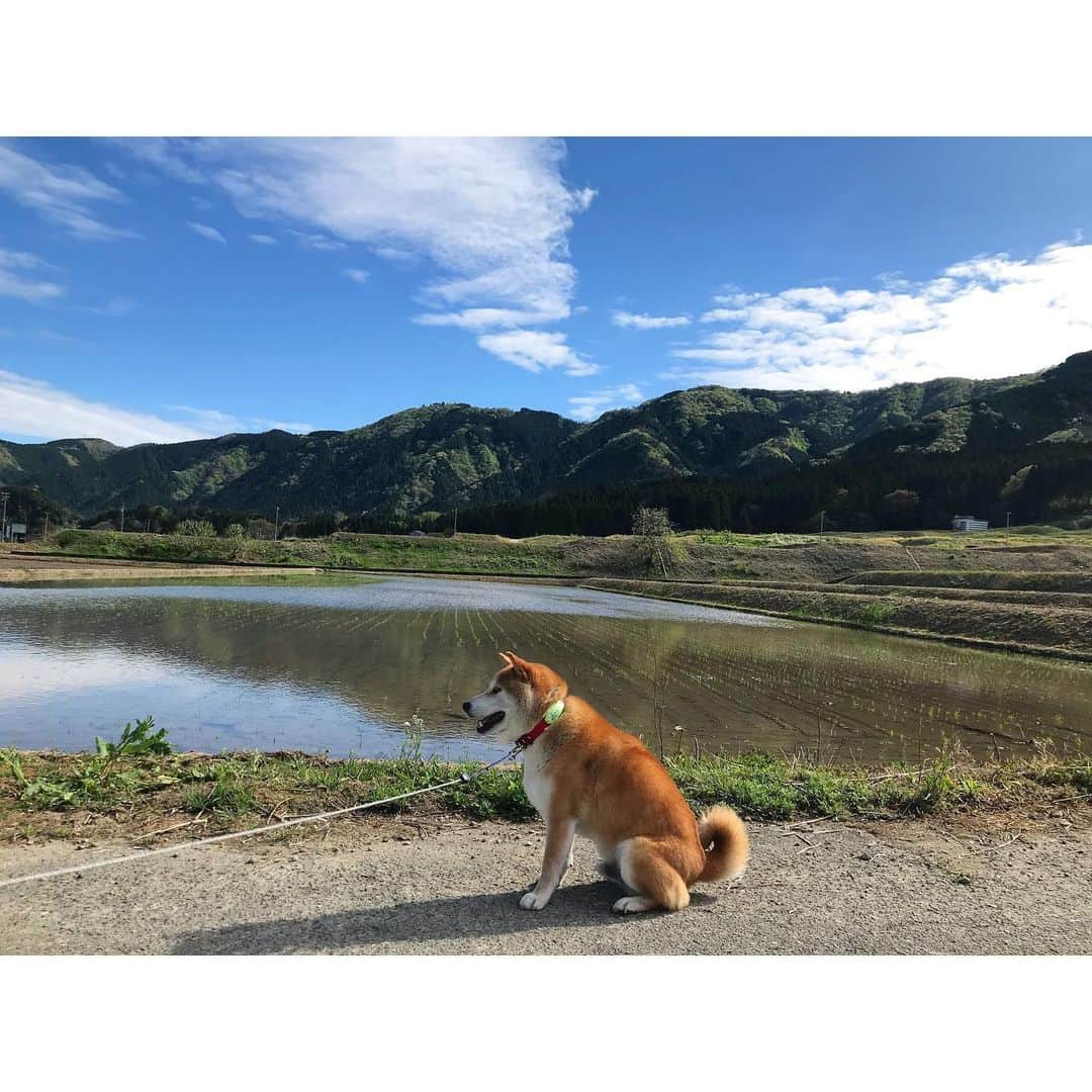 Hanamichi ＆ ℕㆁℜ〡ｋㆁ♡のインスタグラム：「今朝はもう夏色☀️🗻🐕 #ゴールデンウィークのお出かけは犬の散歩のみ #水鏡  #summer #田植え #フィルターなし #japan #五月晴れ #shibastagram #柴犬 #しばいぬ #子犬 #わんこ #dog #shiba #puppy #dogstagram #青空」