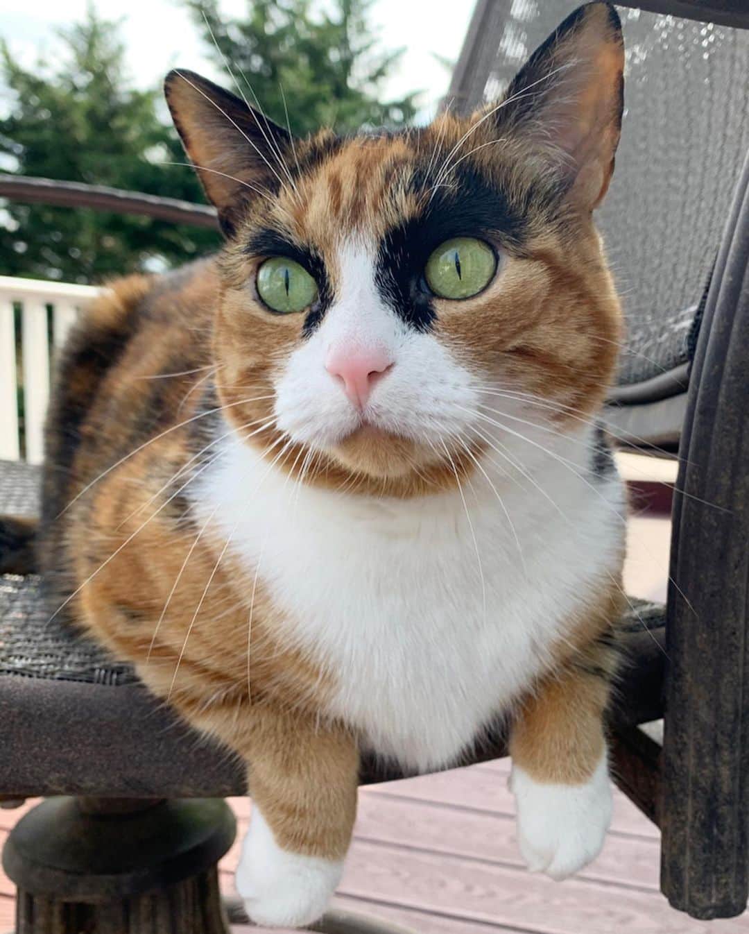 リリーのインスタグラム：「Bird watching! How was everyone’s weekend? . . . #lillycrazyeyes #quarantine #stayhome #catsofinstagram #9gag #calico #instacat #meowstagram #meow #meowdel #instacalico #calico  #sunday #sundayfunday #weekend」