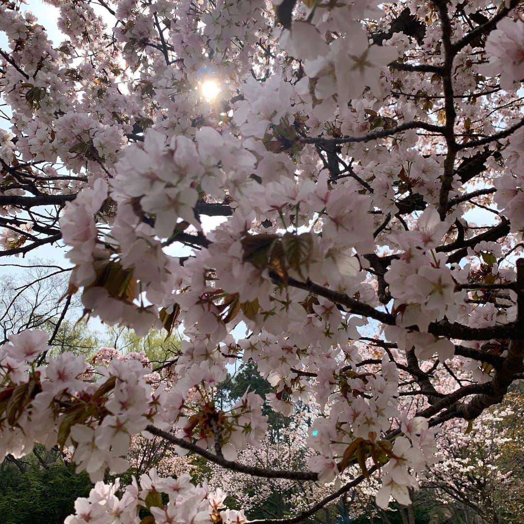 ニック・マルティネスさんのインスタグラム写真 - (ニック・マルティネスInstagram)「Sakura Season」5月4日 11時24分 - nickmartinez22