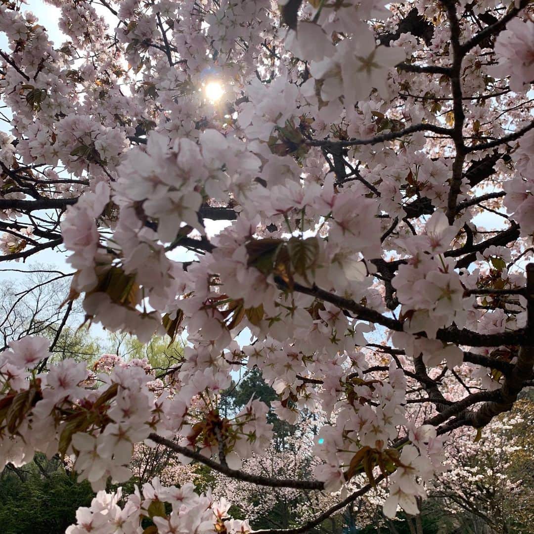 ニック・マルティネスのインスタグラム：「Sakura Season」