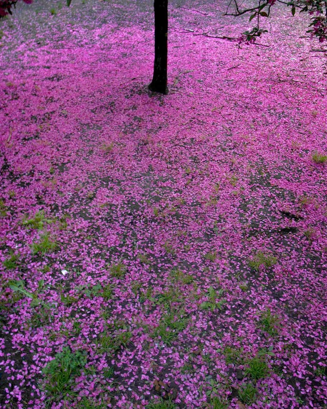 小浪次郎のインスタグラム：「April Colors」