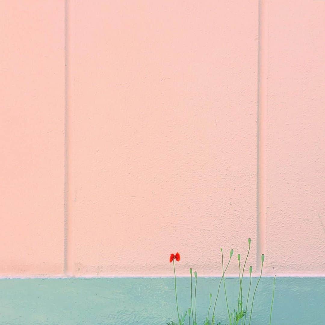 まめのインスタグラム：「goodnight. . . 😴 . #ザ壁部 #壁と植物 #ihaveathingforwalls .  #mwjp #igersjp #indies_minimal #shotoniphone #reco_ig  #youmobile #wearegrryo」