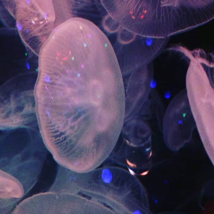 柊木里音さんのインスタグラム写真 - (柊木里音Instagram)「水族館にいきたいーー🥺 . . . . #aquarium #水族館 #クラゲ #海 #生き物 #お魚 #photo #loveislove」5月4日 6時01分 - hiiragi_rion