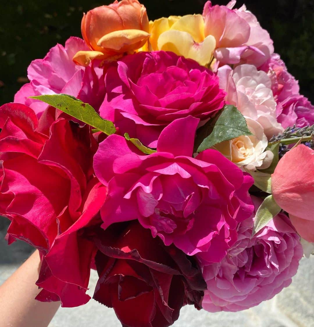 ジョージア・メイ・ジャガーさんのインスタグラム写真 - (ジョージア・メイ・ジャガーInstagram)「Roses grown by glamorous gardener and puzzle queen @jerryfayehall 💜」5月4日 7時50分 - georgiamayjagger