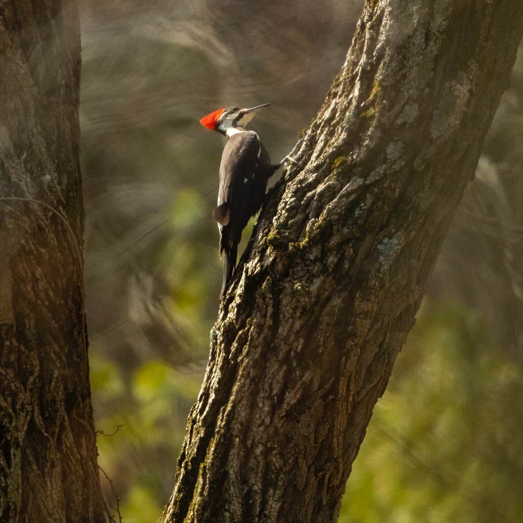 Tim Lamanさんのインスタグラム写真 - (Tim LamanInstagram)「Photos by @TimLaman.  It was a good day for woodpeckers in my backyard today.  1) A Red-bellied Woodpecker investigates a tree hole. (I shot through a small window of leaves which created the nice artsy effect in the background.  I like this better than a clean tight shot, how about you?). 2) Downy Woodpecker male raising his crest to impress a female.  3) Piliated Woodpecker!! I’ve seen them pass through the woods behind my house before, but never had a camera ready.  This shot really isn’t up to par, but I’m excited to see have seen this spectacular bird in the suburban woods and get any shot so wanted to share.  #woodpecker #backyardbirds #birds #TL_WildlifePhotoTips #massachusetts」5月4日 8時04分 - timlaman