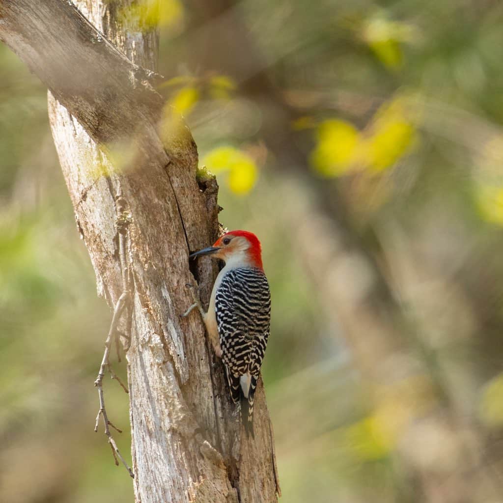 Tim Lamanさんのインスタグラム写真 - (Tim LamanInstagram)「Photos by @TimLaman.  It was a good day for woodpeckers in my backyard today.  1) A Red-bellied Woodpecker investigates a tree hole. (I shot through a small window of leaves which created the nice artsy effect in the background.  I like this better than a clean tight shot, how about you?). 2) Downy Woodpecker male raising his crest to impress a female.  3) Piliated Woodpecker!! I’ve seen them pass through the woods behind my house before, but never had a camera ready.  This shot really isn’t up to par, but I’m excited to see have seen this spectacular bird in the suburban woods and get any shot so wanted to share.  #woodpecker #backyardbirds #birds #TL_WildlifePhotoTips #massachusetts」5月4日 8時04分 - timlaman