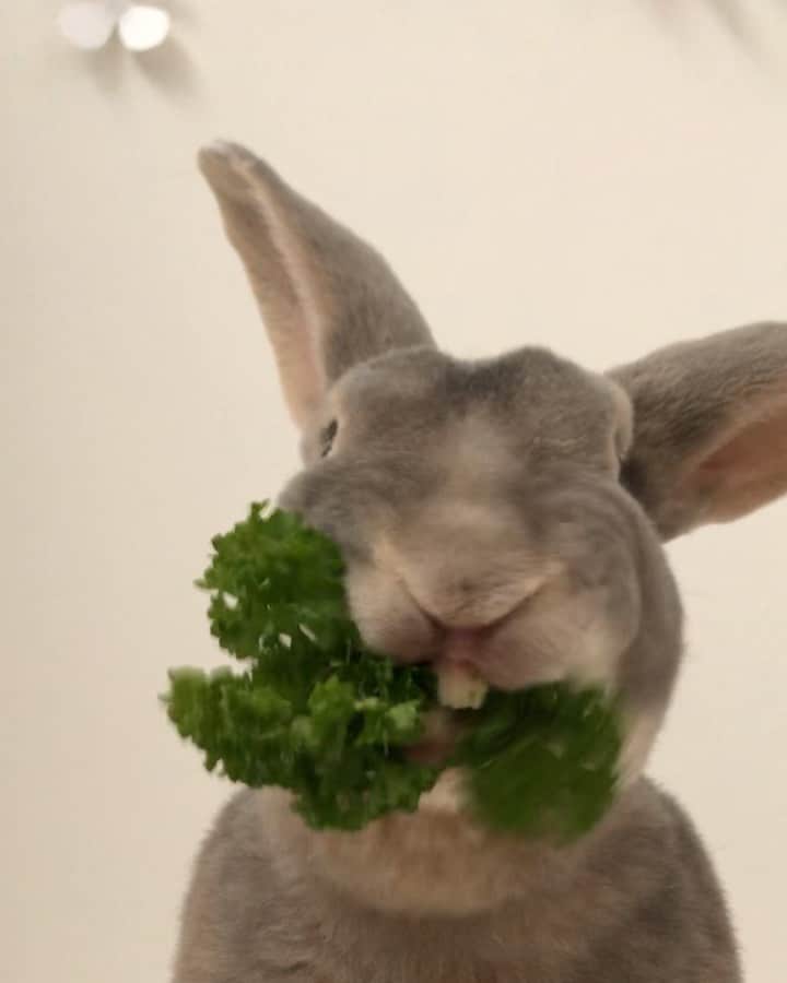 Kayoのインスタグラム：「朝パ🌱  うまっ♡」