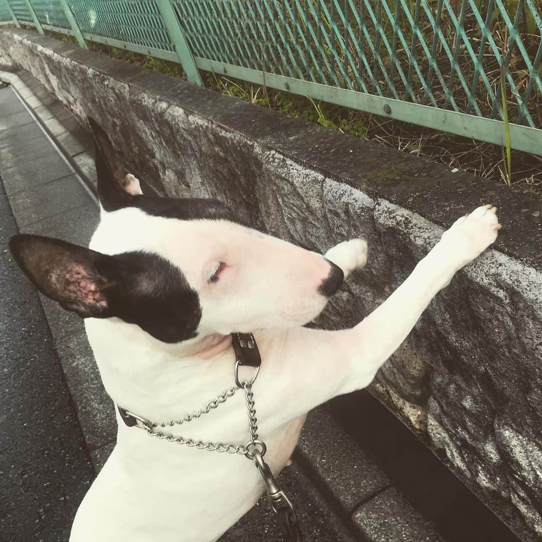 Q太郎さんのインスタグラム写真 - (Q太郎Instagram)「#minituru#bull#terrier#minibullterrier#miniturubullterrier#dog#dogstagram#cute#qtaro#love#family#ミニチュア#ブルテリア#ミニチュアブルテリア#Q太郎」5月4日 9時00分 - qtaro.jun