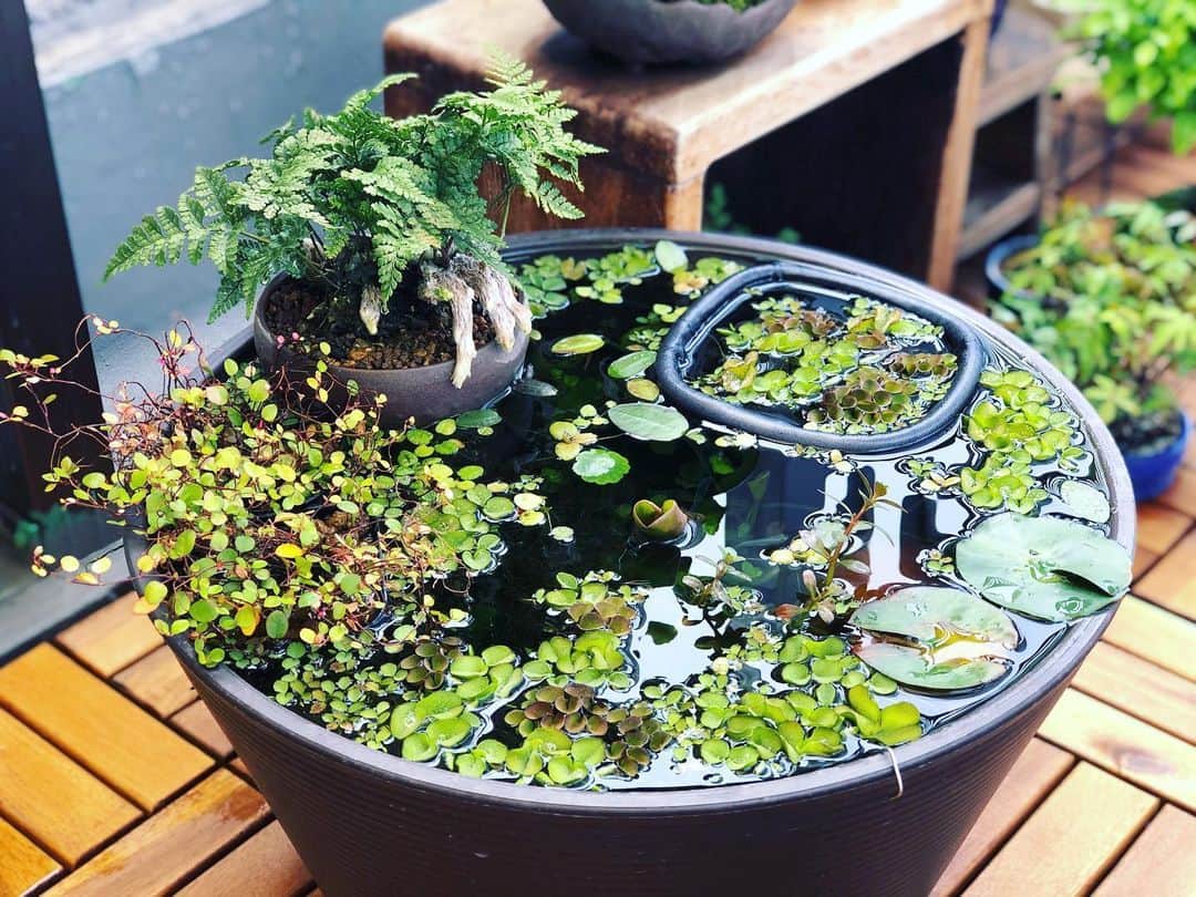 金成公信のインスタグラム：「メダカの卵を隔離してみました。^_^ #メダカ #盆栽 #bonsai #bonsaijapan #japanesebonsai #wabisabi #bonsailovers #bonsailife #bonsaitree #bonsaiart #bonsaigram #bonsaiworld #plants #tree #greenlife #greenlifestyle #苔 #moss #睡蓮 #睡蓮鉢 #ビオトープ #biotope」